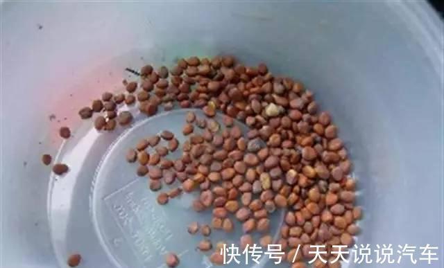 教你种植上海青,1月就爆盆,天天吃不完