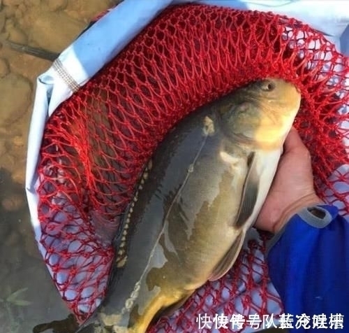 塘鲺|除了罗非和清道夫,这5种鱼也是外来鱼种,钓到别轻易流放