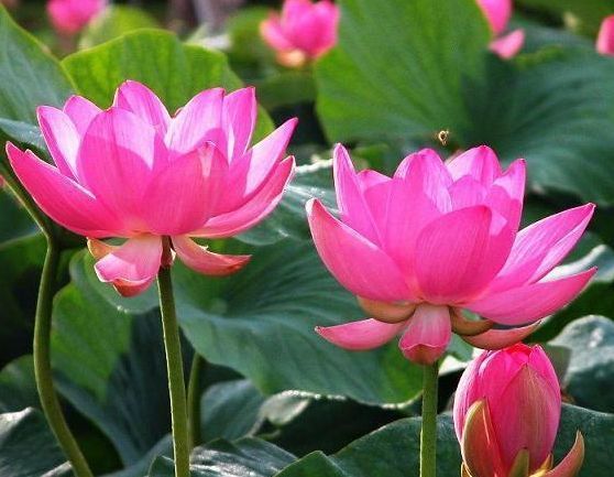 喜欢菊花,就试试“玫瑰精品”卡罗拉,花开红艳似火,美艳优雅