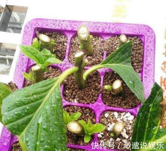 绣球|花店看中的绣球“买不起”用3cm的枝条,回家自己扦插,准活!