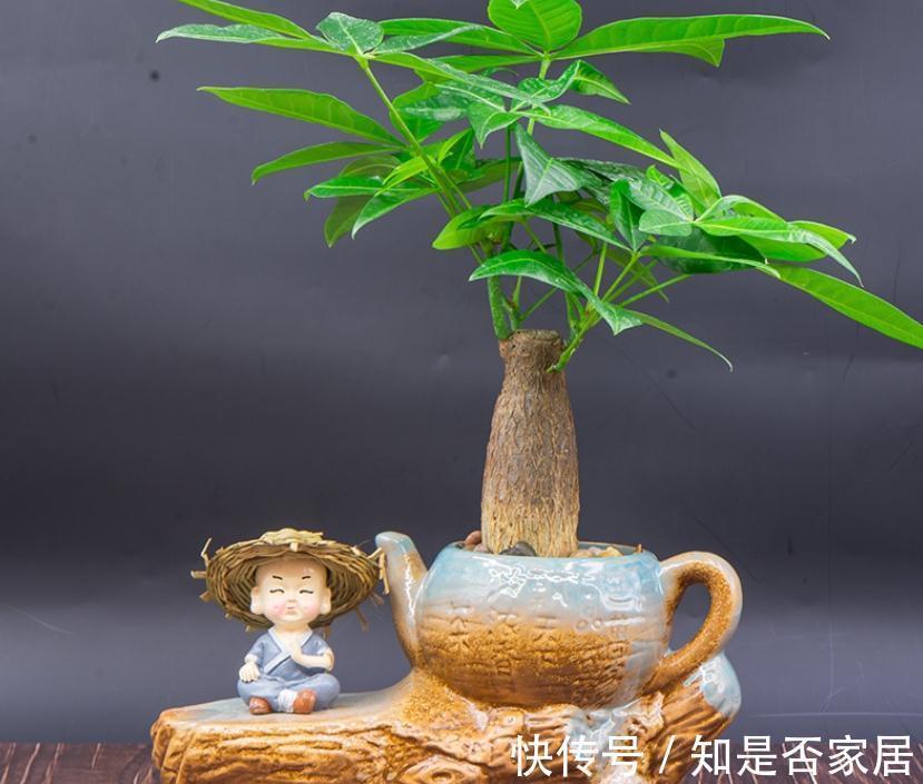 干湿度|家庭栽种这4种植物,早用“小盆”,打理更简单,植株状态更好