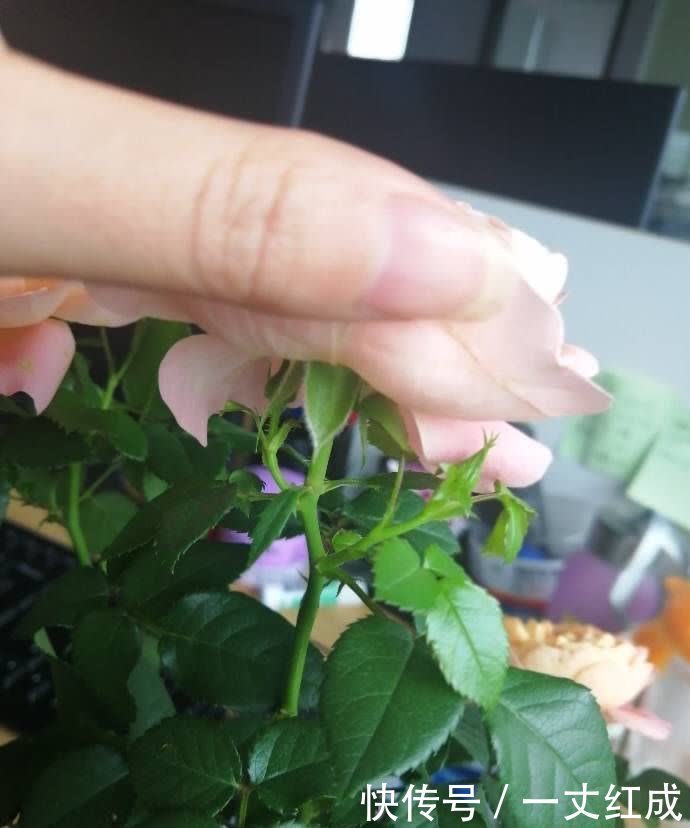 月季花|5月份养月季,一定要做好3件事,花朵硕大,开花不停