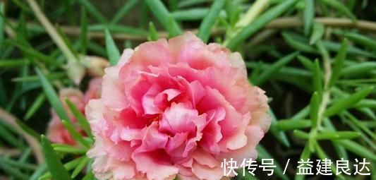 入秋扦插6种花，7天就生大白根，告别黑腐烂，花开量大
