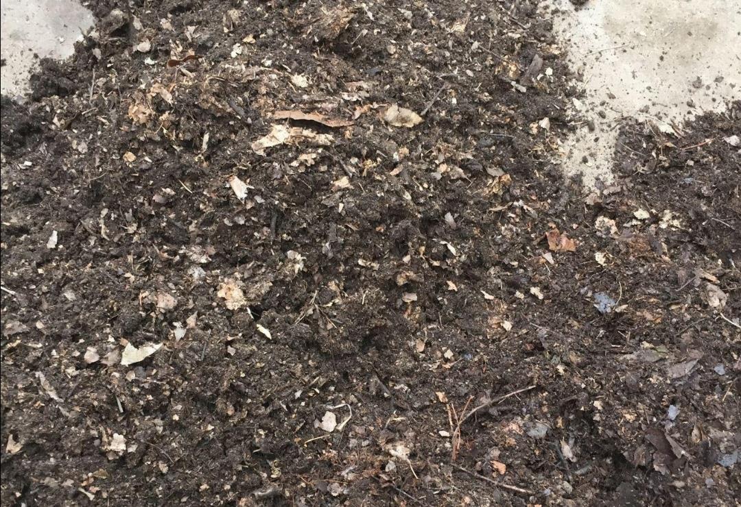 杀菌|山上收集回来松针土,别直接拿来养花,先要简单处理