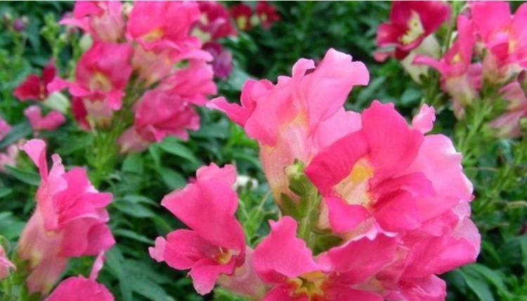 种花|“1种花”沾土就活,比长寿花、月季都好看,尤其女生最喜欢