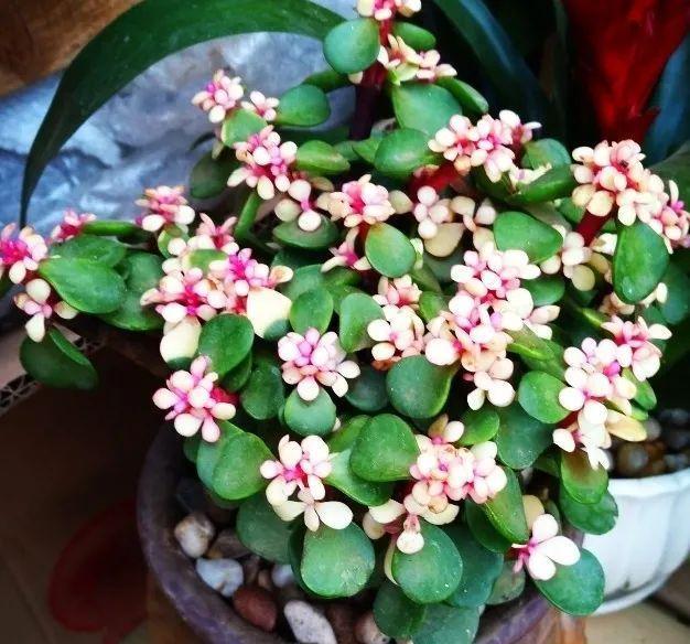 金枝玉叶开花了,真花长这样,很多人没见过