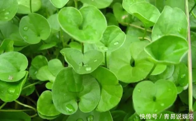 农民|农田里的野草，农民当杂草除，城里卖8元一斤，是上好野菜！