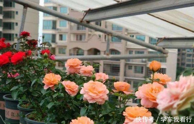 夏天养月季,黄叶又落叶多菌灵不管用,3招杜绝月季“黑斑病”!