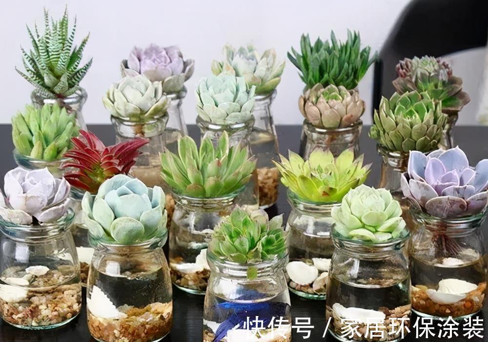 根系|天热了,多肉难度夏,直接丢水里,养成小胖子,聪明人都爱养