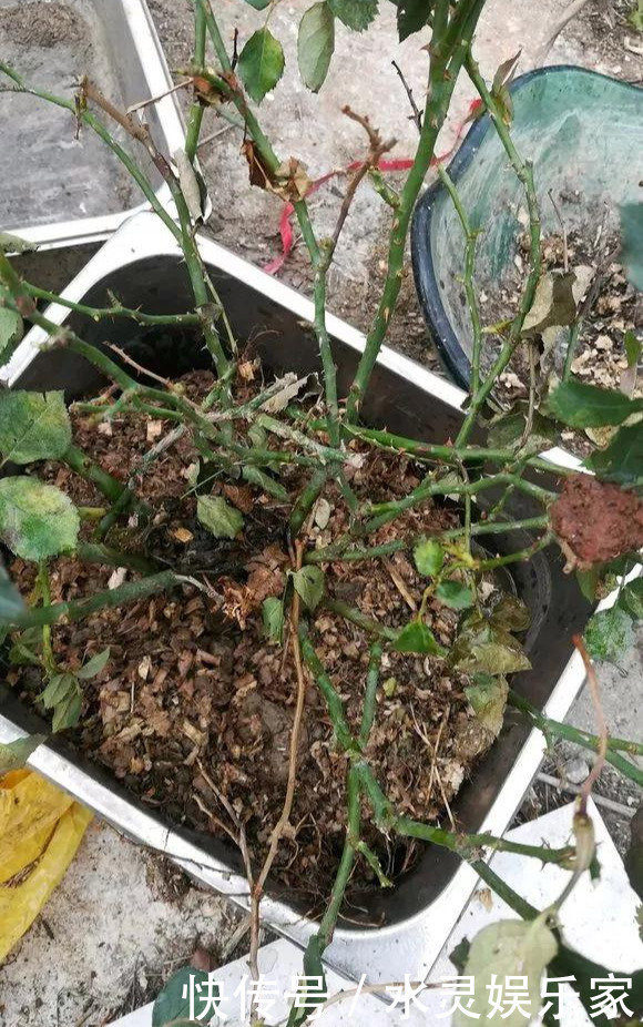 路边一堆“名贵花”,丢人也要捡,捡回家养2个月就开花!