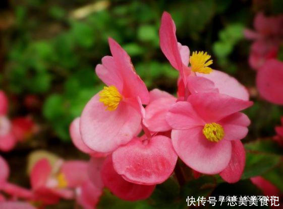 紫花凤梨|养这几款植物,好养活花期长,一年开花200多天,绚丽多彩