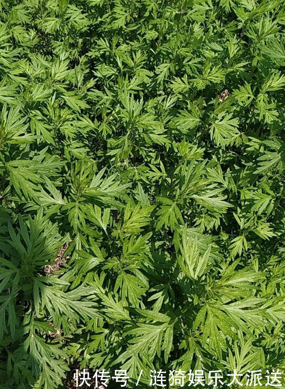 猪笼草|7种花插土里,立马长满院子,蚊虫不敢靠近!