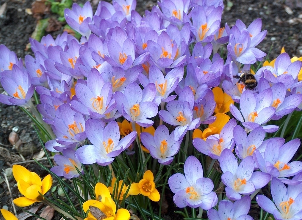 此花是代表了快乐的花,有着非常美丽的外表,是很漂亮的花