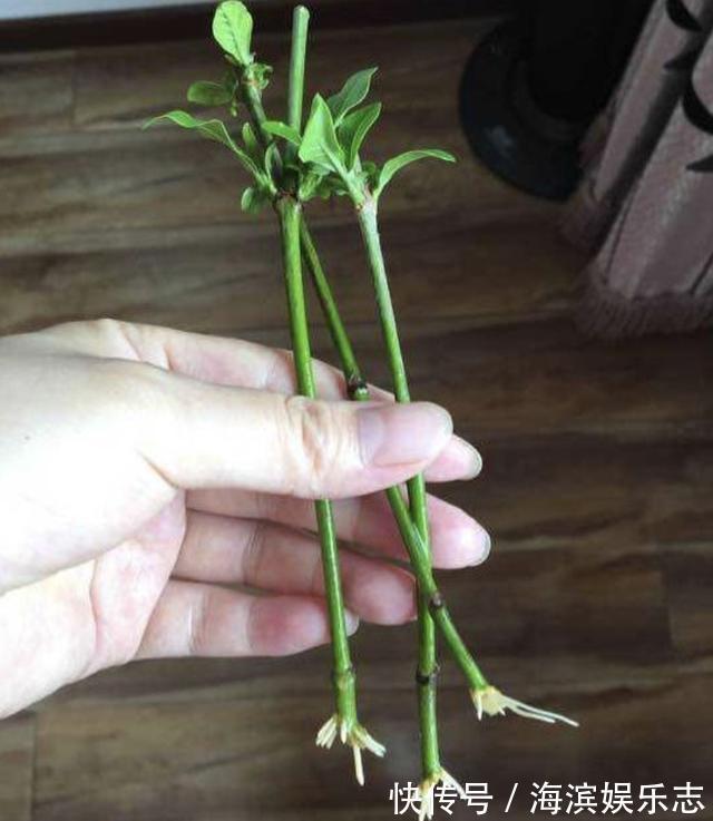 生根|夏天养1种花，剪“1根枝条”，用来扦插9天生根，来年开花！