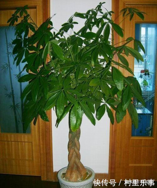 发财树不要扔，学会这个“诀窍”，轻松复活还爆盆