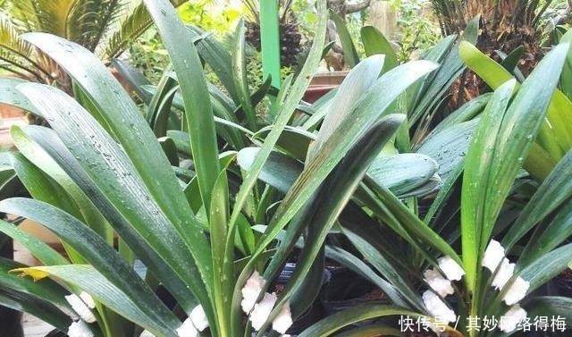 养君子兰,浇1杯“营养液”,7天冒花苞,花朵鲜艳,越长越美!