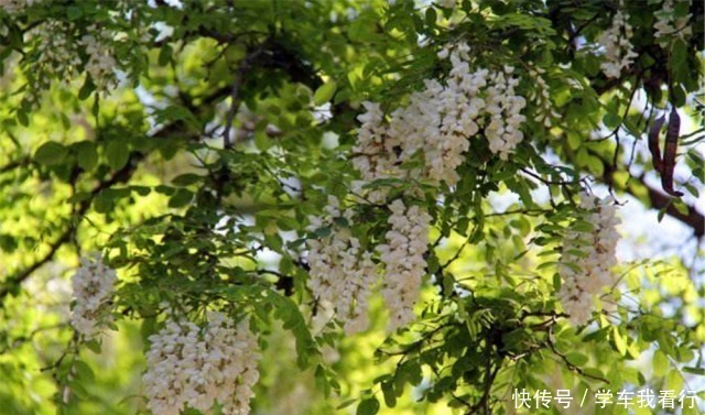 乡下老宅墙角跟,家家户户栽“4种树”,寓意“子孙有福”知道吗!