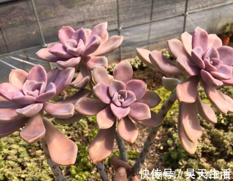 徒长|有1片叶子就能活的紫乐，夏季盆栽，注意3点才叶子肥美