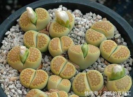 看完这些小巧可爱的多肉,够你养一阳台了,半年就能长爆盆