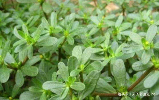 香椿|女性不想脸上爬满皱纹,常食4种食物,美容养颜,美容抗衰老