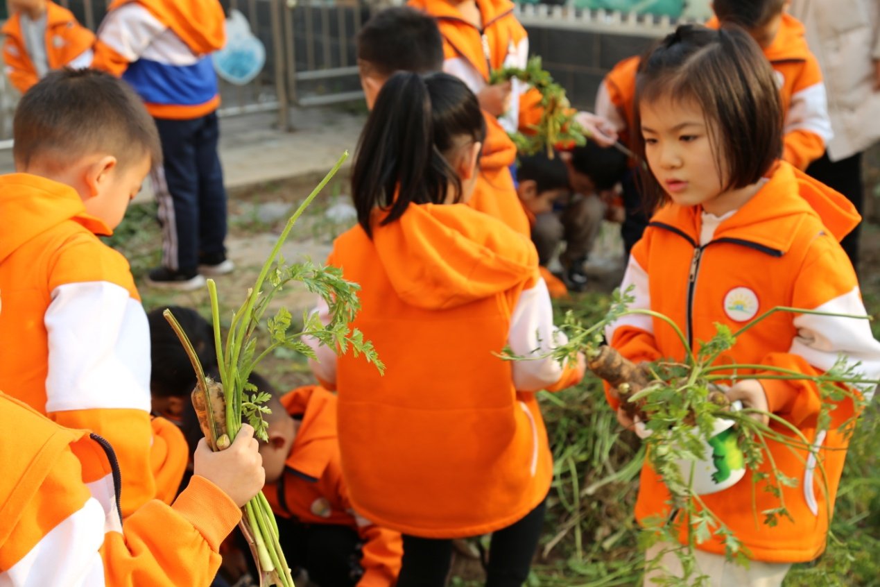 胡萝卜|河间市第一幼儿园：“拔萝卜”现场撒下几多欢声笑语