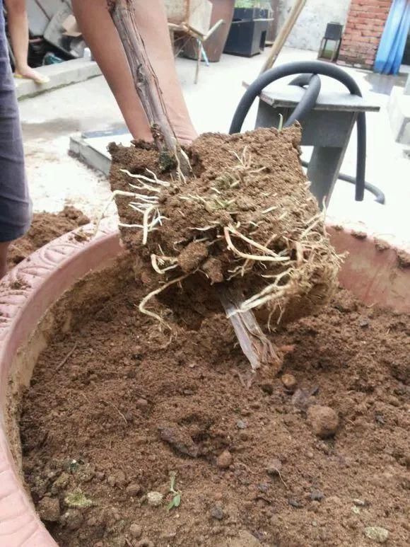 葡萄无花果插在塑料瓶里，2周生根，成活率高，1株变10株！