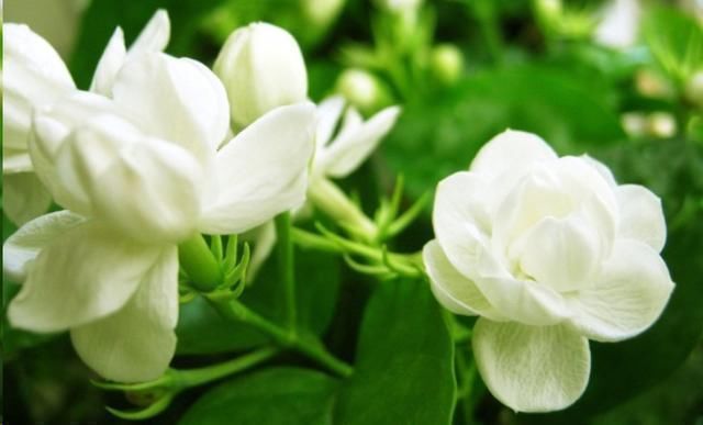 茉莉花花后这样做,一茬接着一茬开,还能一盆变多盆