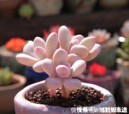 艾伦|养多肉，就养这“6盆”，越长越肥，颜色越来越好看，太美了！
