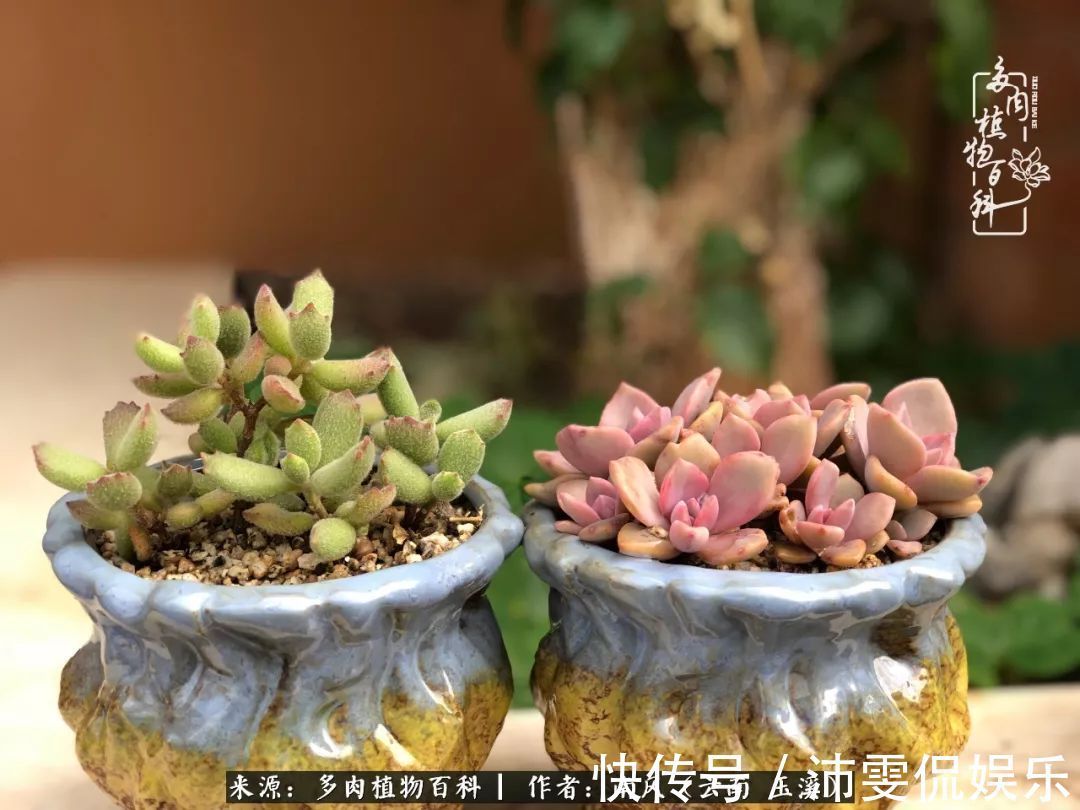 深秋里,种多肉、赏多肉、会肉友,马不停蹄快乐多!