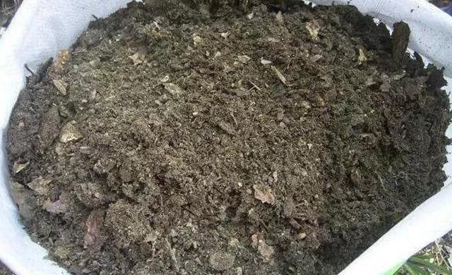 盆栽蟹爪兰这样配土,简单实用,叶片肥厚开花还多!