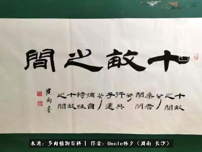 多肉植物|多肉庭院慢生活种一片多肉,喝一杯果酒,泡一壶清茶!