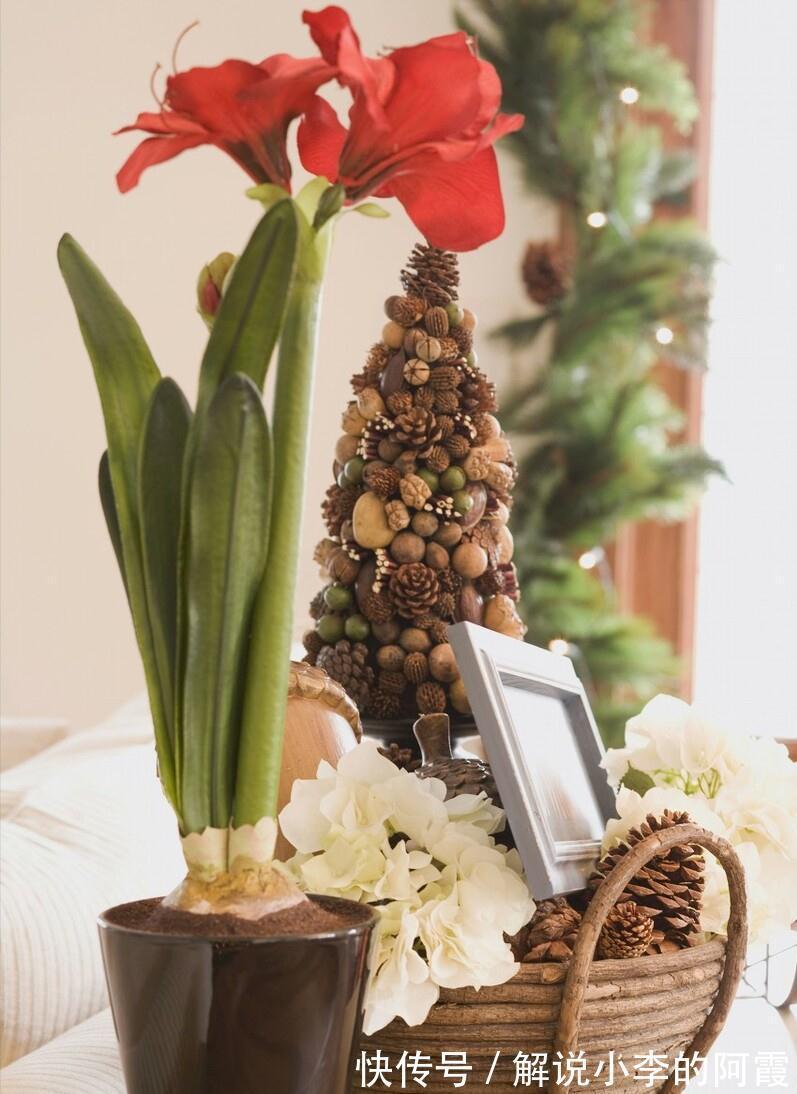 富贵|适合客厅养的5种漂亮花,喜庆大气又吉祥,幸福感满满