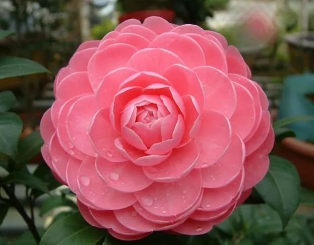 家养|家养3种花,好打理,易爆盆,花开不断,还能旺财