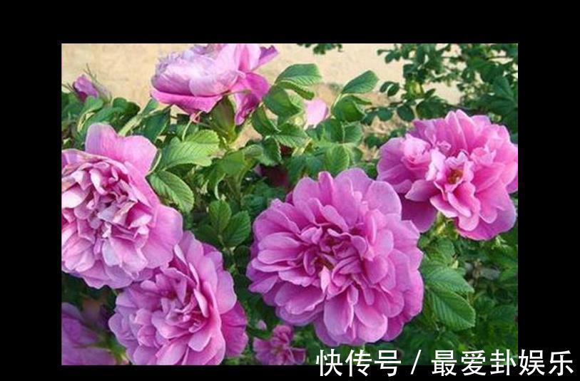 观赏|3种“养人花”,能吃能观赏,好养又漂亮,还能净化空气,喜欢