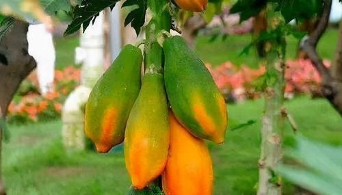 女性想要身體好，常吃3種食物，排毒瘦身，疏通血管，增強(qiáng)抵抗力