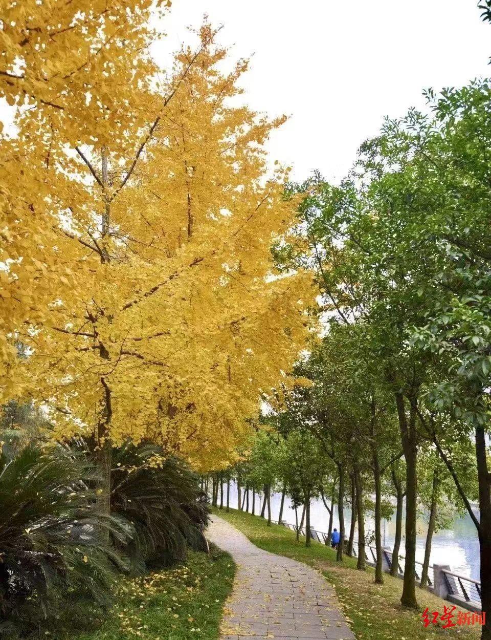 银杏|留住最美色彩！成都将延迟清扫银杏落叶，还有观景地图