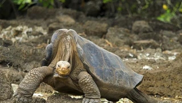 动物|一百年来,中国灭绝了多少动物?