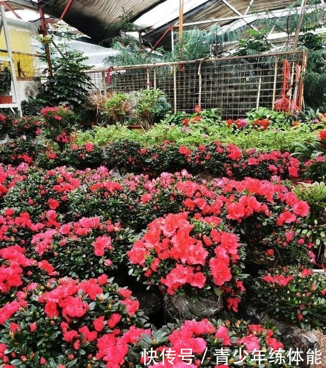 花市大捡漏,10种花现在买特合适,养一养就爆盆!