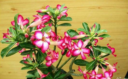 10种花,再心疼也要搬出去“狠狠晒”,越晒花朵越多,越香浓