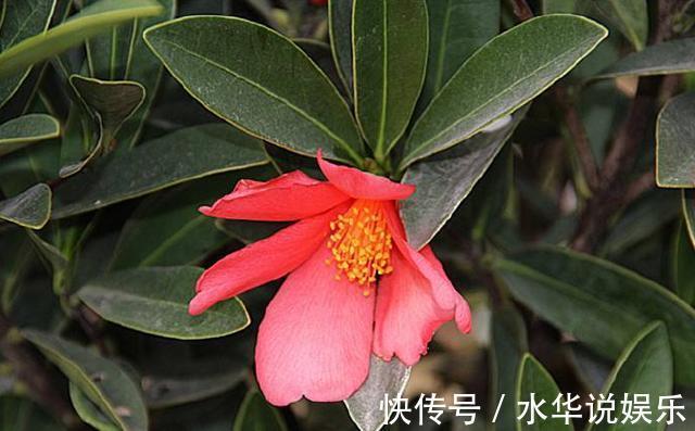 花朵|四季茶花进入秋季后怎么养护做好几点，花朵能一直开到冬天