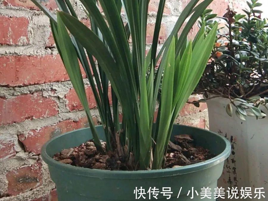 给这花换盆,土里扒出30个崽,根本不用扦插!