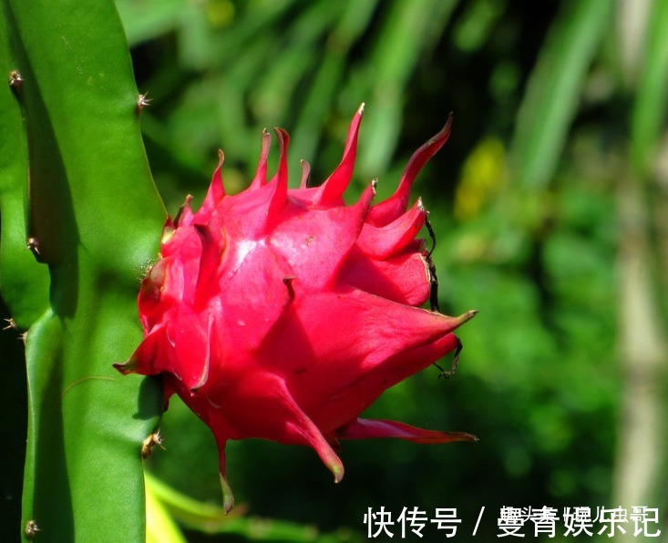 采收|火龙果美白减肥,排毒养颜,掌握六项栽培,一样种出优质火龙果来