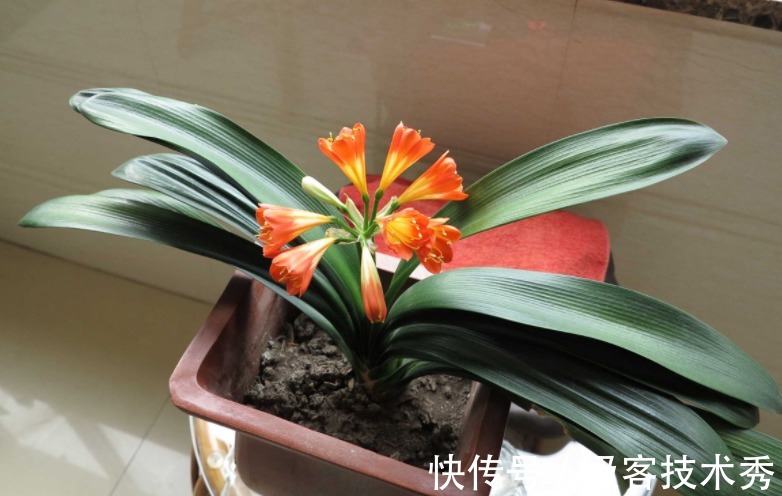 君子兰“夹箭”开花难看,该怎么办?从这些地方下手“抢救”吧