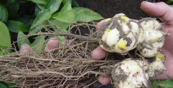 这种花,1颗“球”种满一花盆,有水就活,一开花就成团,香满屋