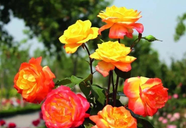 栽种|院子里栽花,选品种是关键,十大藤本月季,美成花海超治愈
