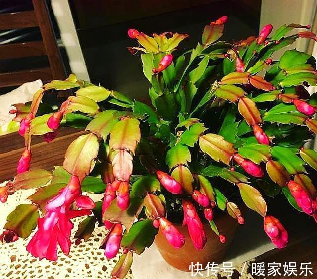 蟹爪兰长出新叶是红色,要分情况对待,对症下药,来年才会开满花