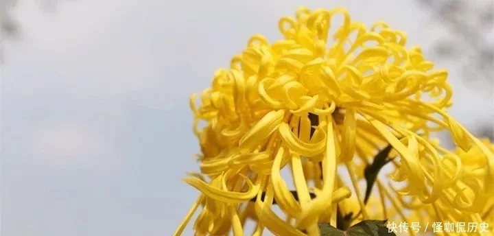 十大名花惊艳千年---阳光笙箫支剑笙博客