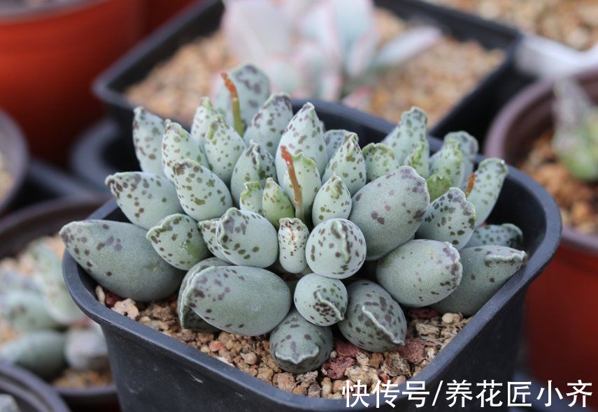 5种“漂亮花”喜冷凉环境,冬天也能“扦插”,成活率高,长势快