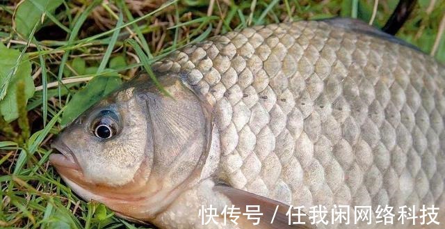 为何夏季钓鲫鱼又少又小,到了冬季又大又多难道是鱼挑食