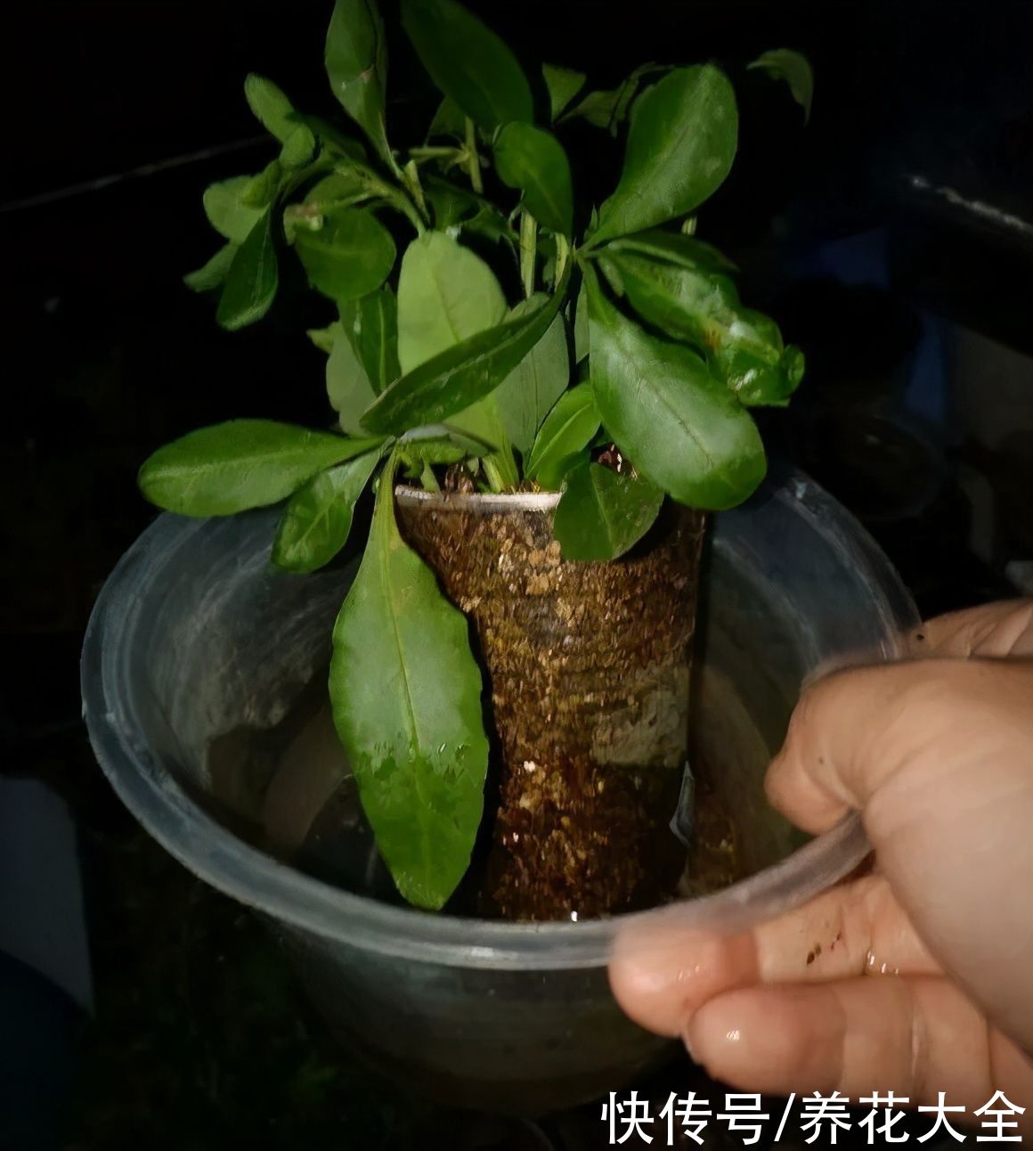 种花|10种花,现在扦插,下个月就开花